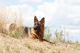 BERGER ALLEMAND 223